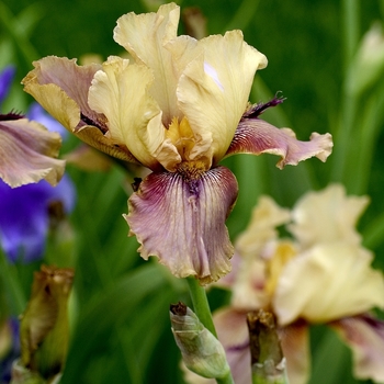 Iris 'Thornbird' 