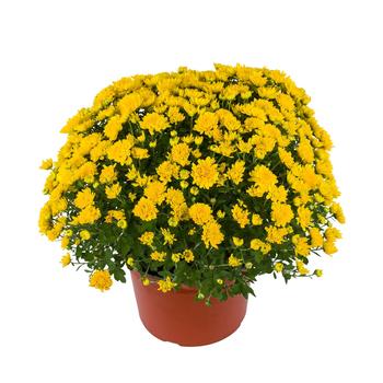 Chrysanthemum x morifolium 'Tanya™ Yellow' 