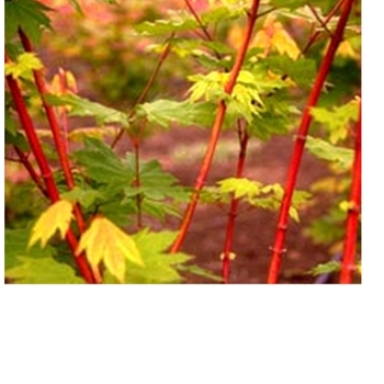 Acer circinatum 'Pacific Fire' 