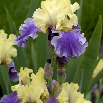 Iris germanica 'Edith Wolford' 