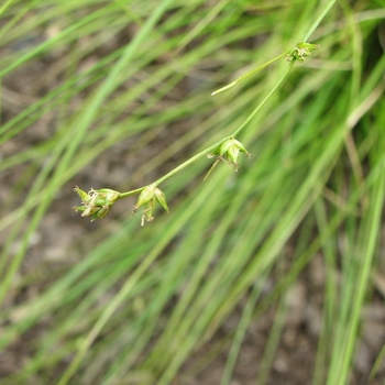 Carex appalachica