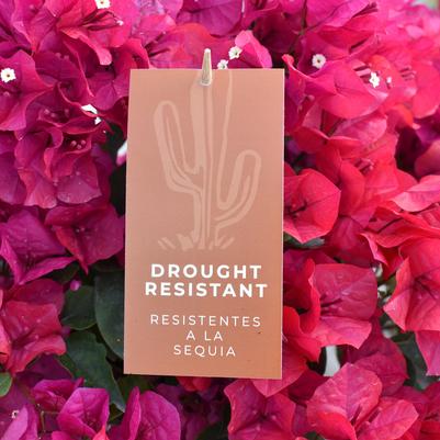 'Drought Resistant' Pre-Printed Hang Tag