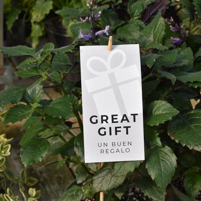'Great Gift' (2) Pre-Printed Hang Tag