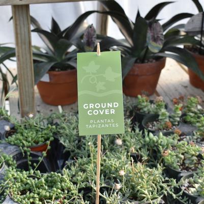 'Ground Cover' Pre-Printed Hang Tag