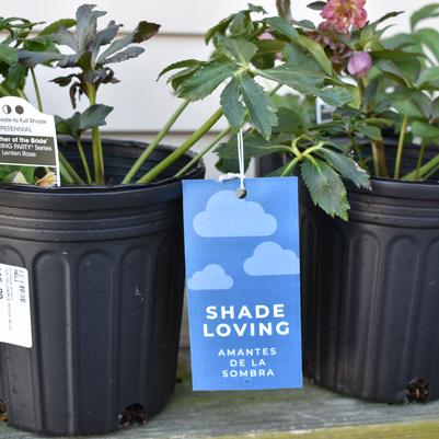 'Shade Loving' Pre-Printed Hang Tag