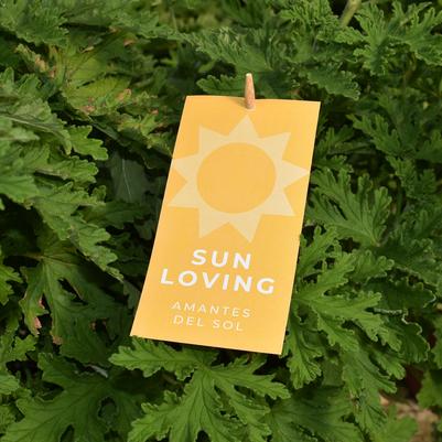 'Sun Loving' Pre-Printed Hang Tag