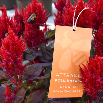 'Attracts Pollinators' Pre-Printed Hang Tag