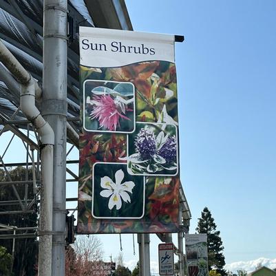 Sun Shrubs - Traditional Design