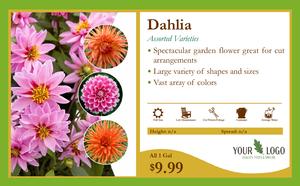 11x7 Dahlia Overview Card