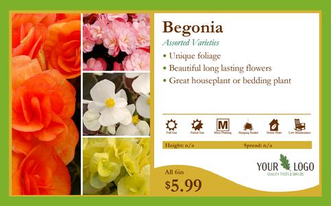 11x7 Begonia Overview Card