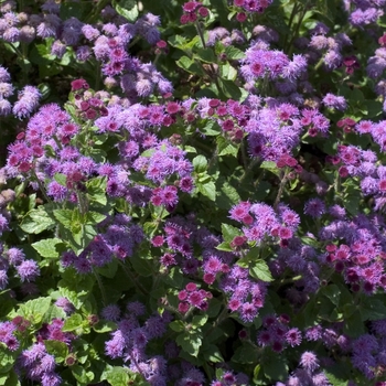 Ageratum houstonianum 'Royal Purple'