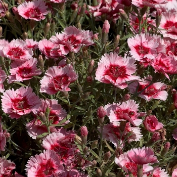 Dianthus chinensis 'Strawberry' 