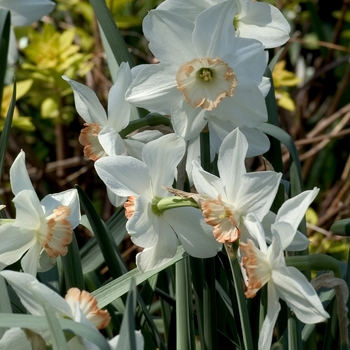 Narcissus 'Audubon' 