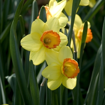 Narcissus 'Falstaff' 