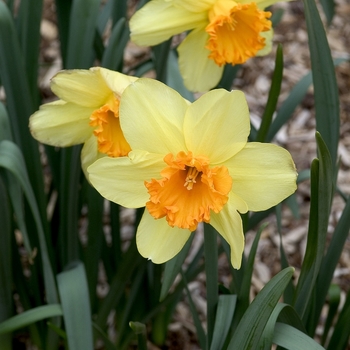 Narcissus 'Fortissimo' 