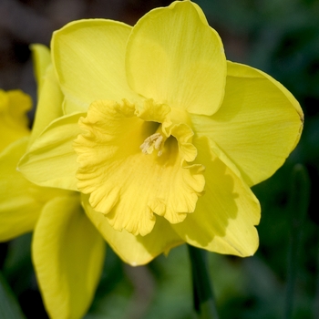 Narcissus 'Gold Beach' 