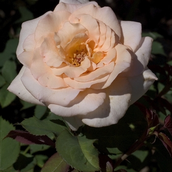 Rosa 'Apricot Nectar' 