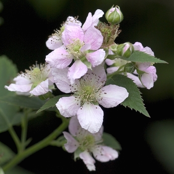 Rubus 'Dirksen Thornless' 
