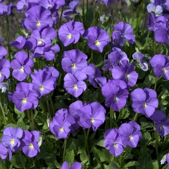 Viola cornuta 'Juipter' 