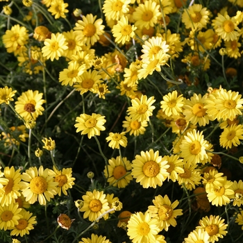 Anthemis tinctoria 'Kew Yellow' 