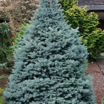 Picea pungens 'Sester Dwarf®' 