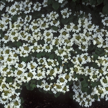 Viburnum plicatum f. tomentosum