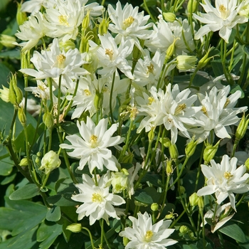 Aquilegia vulgaris 'White' 
