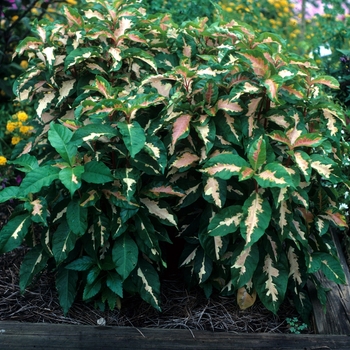Graptophyllum pictum 'Tricolor'