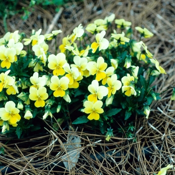 Viola x wittrockiana 'Yellow Chiffon' 