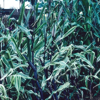 Zea mays 'Bars and Stripes' 