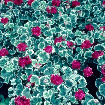 Pelargonium x hortorum 'Caroline Schmidt' 