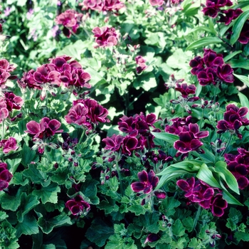 Pelargonium x domesticum 'Lord Bute' 