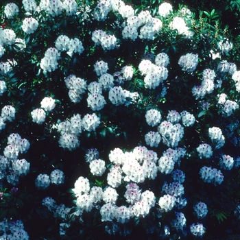 Rhododendron 'Mrs. Lionel de Rothschild' 