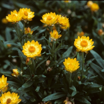 Bracteantha bracteata 'Sundaze® Golden Yellow' 