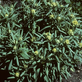 Helichrysum 'Sulphur Light' 