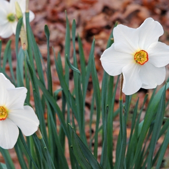 Narcissus 'Actaea' 