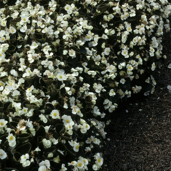 Begonia semperflorens 'Senator White' 