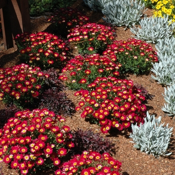 Argyranthemum 'Meteor™ Red'