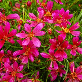 Coreopsis 'Strawberry Punch'