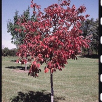 Aesculus glabra 'Sunset™' 'J.N. Select'