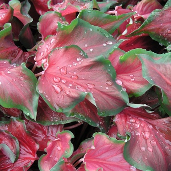 Caladium bicolor 'Red Frill'