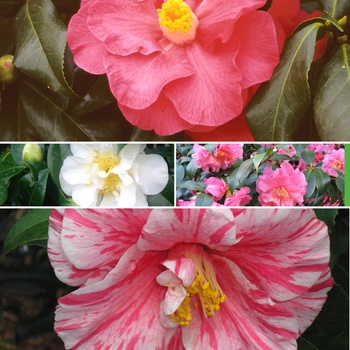 Camellia 'Multiple Varieties'