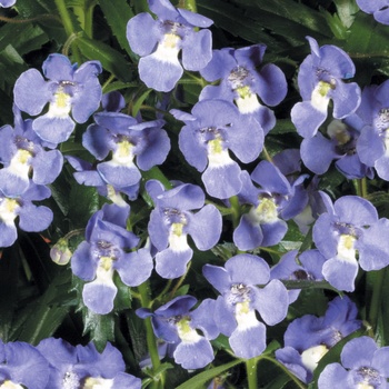 Angelonia angustifolia Angelface® 'Dresden Blue'