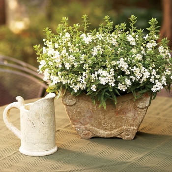 Angelonia angustifolia 'White' 