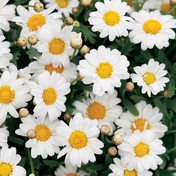 Argyranthemum frutescens Molimba® 'Mini White'