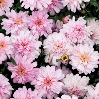 Argyranthemum frutescens 'Helio Double Pink' US. 19,230 & Can. PBRAF