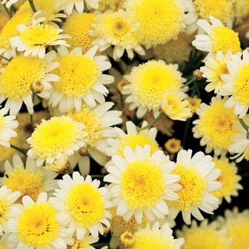 Argyranthemum frutescens Courtyard® 'Buttercream'