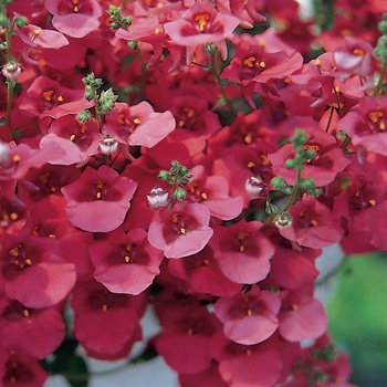 Diascia 'Red Ace' US. PPAF & Can. 2009