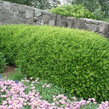 Buxus microphylla 'Green Beauty' 