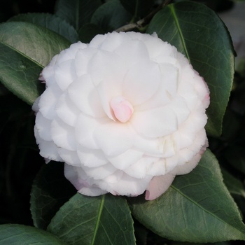 Camellia japonica 'Nuccio's Pearl' 